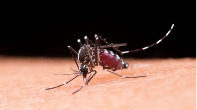 Apa Itu SIARVI, Sistem yang digunakan Bantu Tangkal Kematian lantaran Demam Berdarah Dengue Milik Kemenkes