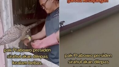Prabowo Meraih kemenangan Versi Hitung Cepat, Warga Tunaikan Nazar Lepas Burung Garuda ke Alam Bebas