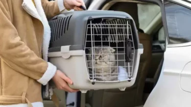 Panduan Lengkap Membawa Kucing Naik Mobil: Persiapan, Tips, lalu juga Perawatan